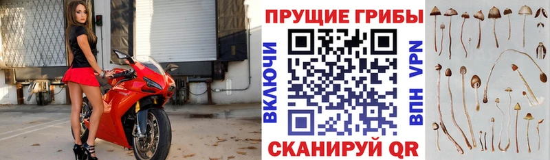купить наркоту  Чебаркуль  Галлюциногенные грибы MAGIC MUSHROOMS 